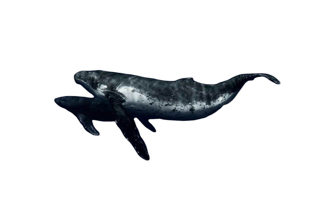 Flying Whales